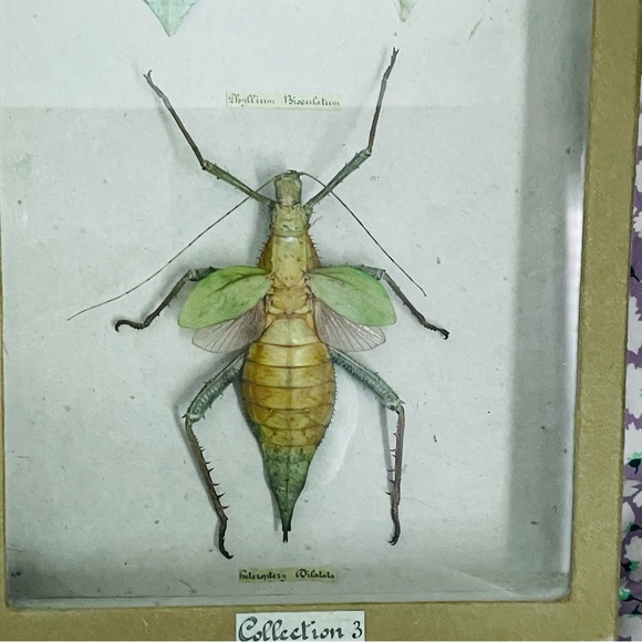 Rare Spectacular Specimen Framed Preserved Insects - Picture 2 of 8